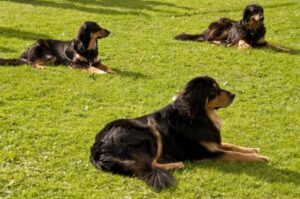 Собаки породы ховаварт