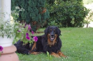 Фото ховаварта