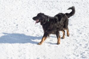 Ховаварт зимой на прогулке