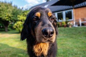 Порода ховаварт