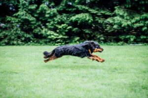 Ховаварт бег