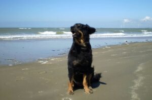 Ховаварт на морском побережье