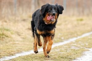 Ховаварт бежит