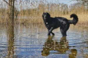 Ховаварт: красивое фото