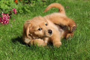 Маленький щенок ховаварта