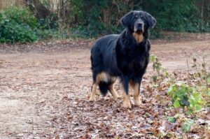 Ховаварт: характеристика собаки