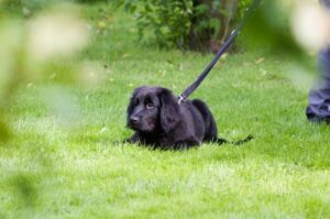 Щенок ховаварта