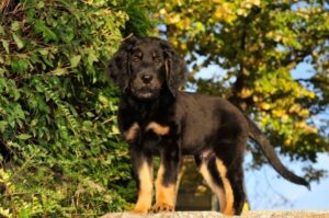 Щенок ховаварта черного окраса
