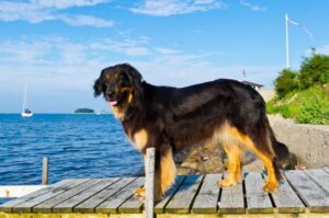 Стандарт немецкой породы ховаварт