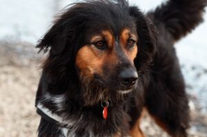 Немецкий пёс ховаварт