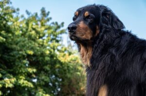 Собака породы ховаварт