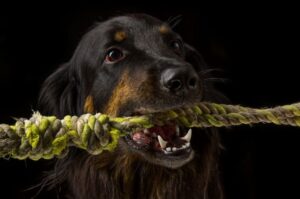 Фото немецкого ховаварта