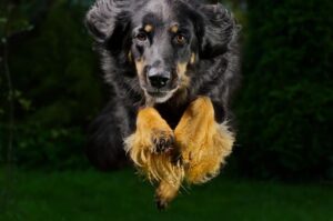 Ховаварт черного окраса