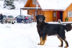 Немецкая порода собак ховаварт