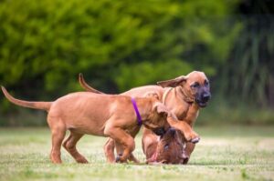 Щенята породы родезийского риджбека Щенки родезийского риджбека
