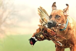 Родезийский риджбек поймал дичь Родезийский риджбек несет дичь