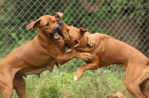 Две собаки родезийский риджбек Две собаки породы родезийский риджбек