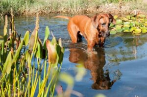 Родезийский риджбек в воде Родезийский риджбек шагает по воде