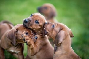 Играющие щенки породы родезийский риджбек Щенки родезийского риджбека играют между собой