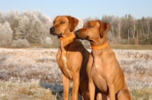 Два родезийских риджбека Две собаки породы родезийский риджбек