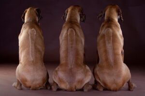 Ридж на спине у родезийских риджбеков Риджи на спине у африканских риджбеков