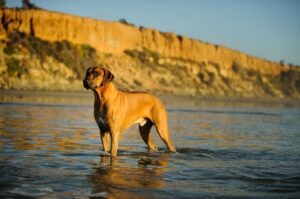 Портрет родезийского риджбека Фото родезийского риджбека