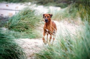 Родезийский риджбек Бегущий родезийский риджбек