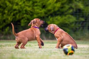 Два щенка родезийского риджбека Два играющих щенка родезийского риджбека