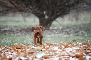 Щенок родезийского риджбека Щеночек родезийского риджбека