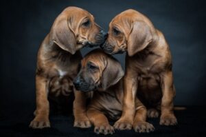 Щенки родезийского риджбека Три щенка родезийского риджбека