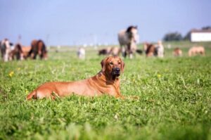 Красивый портрет родезийского риджбека Красивое фото родезийского риджбека