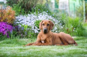 Родезийский риджбек лежит на траве Родезийский риджбек на траве