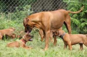 Родезийский риджбек со щенками Сука родезийского риджбека со щенками
