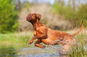 Родезийский риджбек фото Бегущий родезийский риджбек