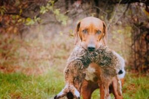 Родезийский риджбек с добычей в зубах Родезийский риджбек несет добычу