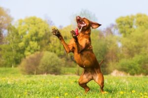 Резвый родезийский риджбек Родезийский риджбек на задних лапах