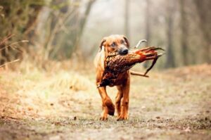 Родезийский риджбек с дичью Родезийский риджбек: фото на охоте
