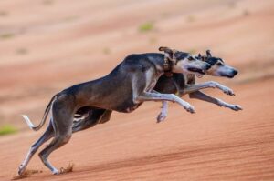 Собаки породы салюки
