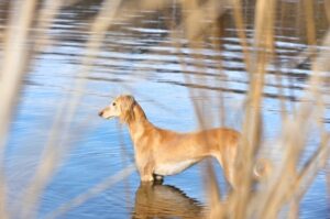 Персидская борзая на охоте