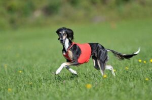 Персидская борзая салюки