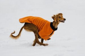 Салюки бежит по снегу