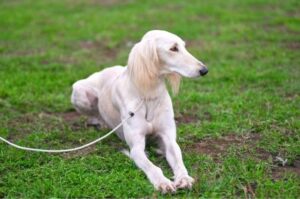 Салюки белого окраса лежит на траве