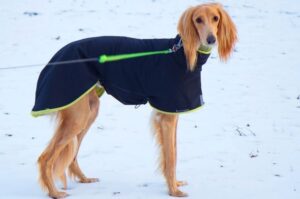 Салюки зимой в одежде