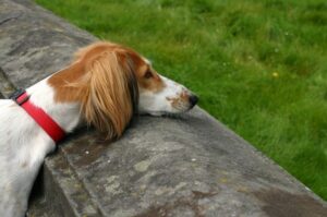 Порода собаки салюки