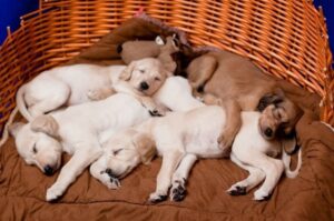 Щенки породы салюка