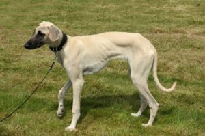 Салюки белого окраса