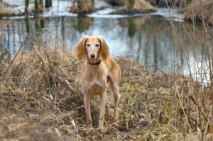 Портрет собаки породы салюки