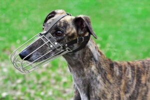 Собака салюки в наморднике