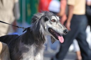 Собака салюки