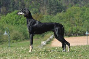 Салюки черного окраса